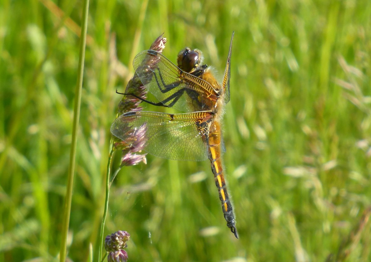 Punkrocksal's tweet photo. Broad-bodied Chaser - enjoying the sunshine this morning #odonato #nature #wildlife #TwitterNatureCommunity #Springwatch https://t.co/ktyZlcAbDN