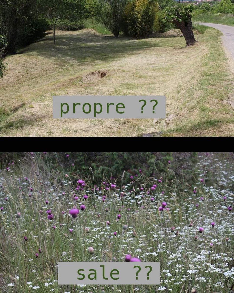 sosbiodiversite's tweet photo. Le débat est ouvert ....🐍🐸🐦🕷️🦇🦇🐌🦋🌺 https://t.co/vo4Gweb6iw