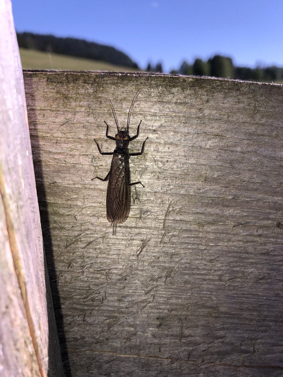 Konkordan's tweet photo. What is this insect? Any hints are welcome. #insect #identification https://t.co/TDeloIzj1k