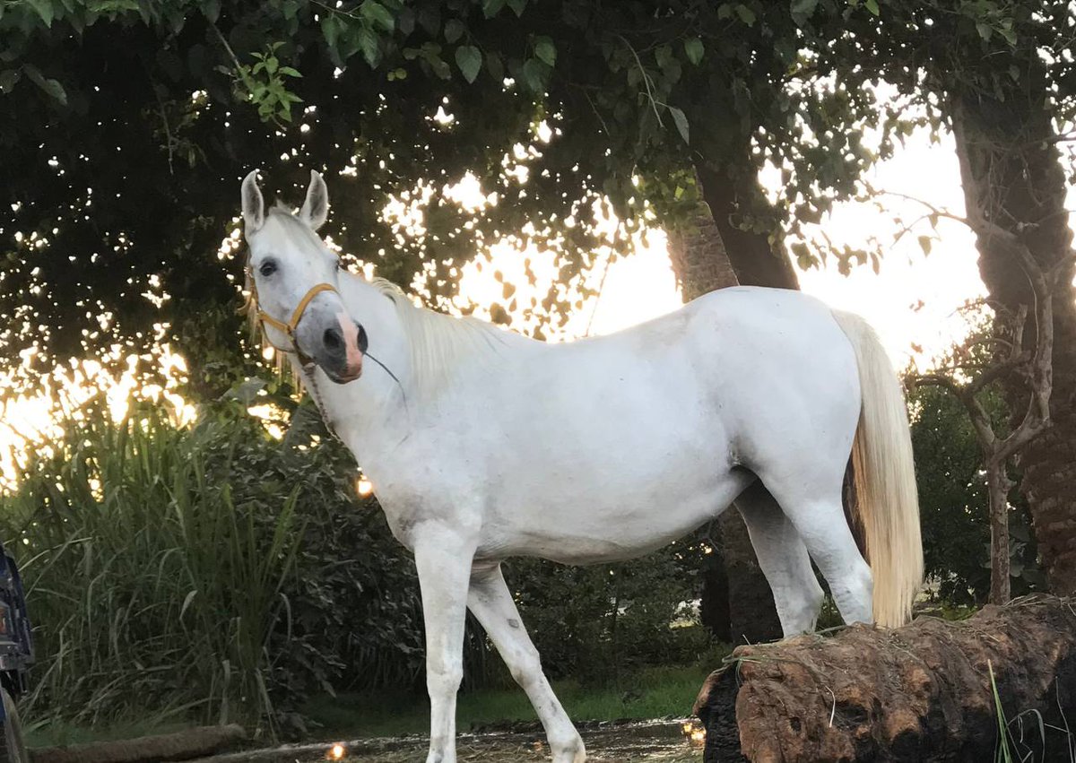 للخيل عز ورااعي الخيل خياال 🤍🐴 

#فرحه 🤍🐴