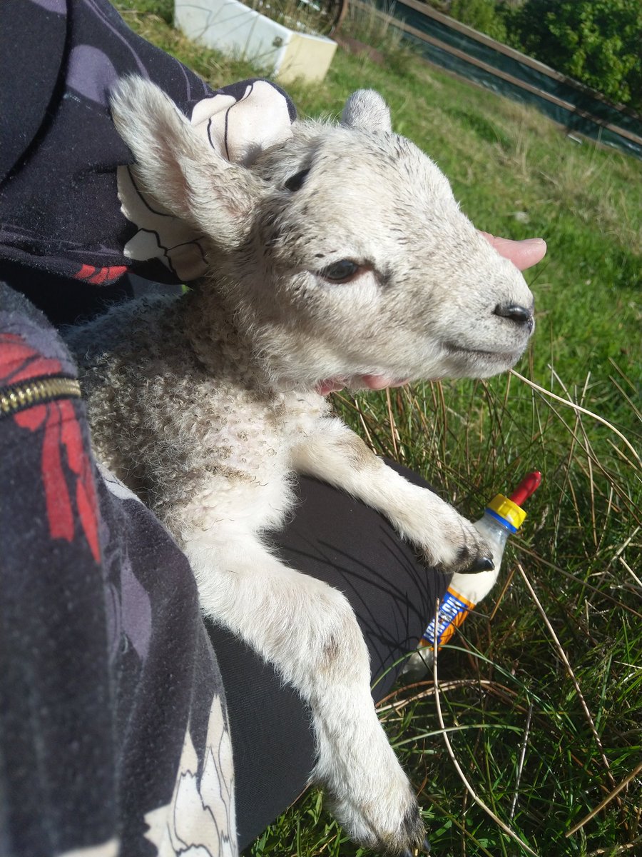 teena_mj's tweet photo. Neil having a mid day snack. โค๏ธ #lambing22 #croftlife https://t.co/hmWHyMQtse
