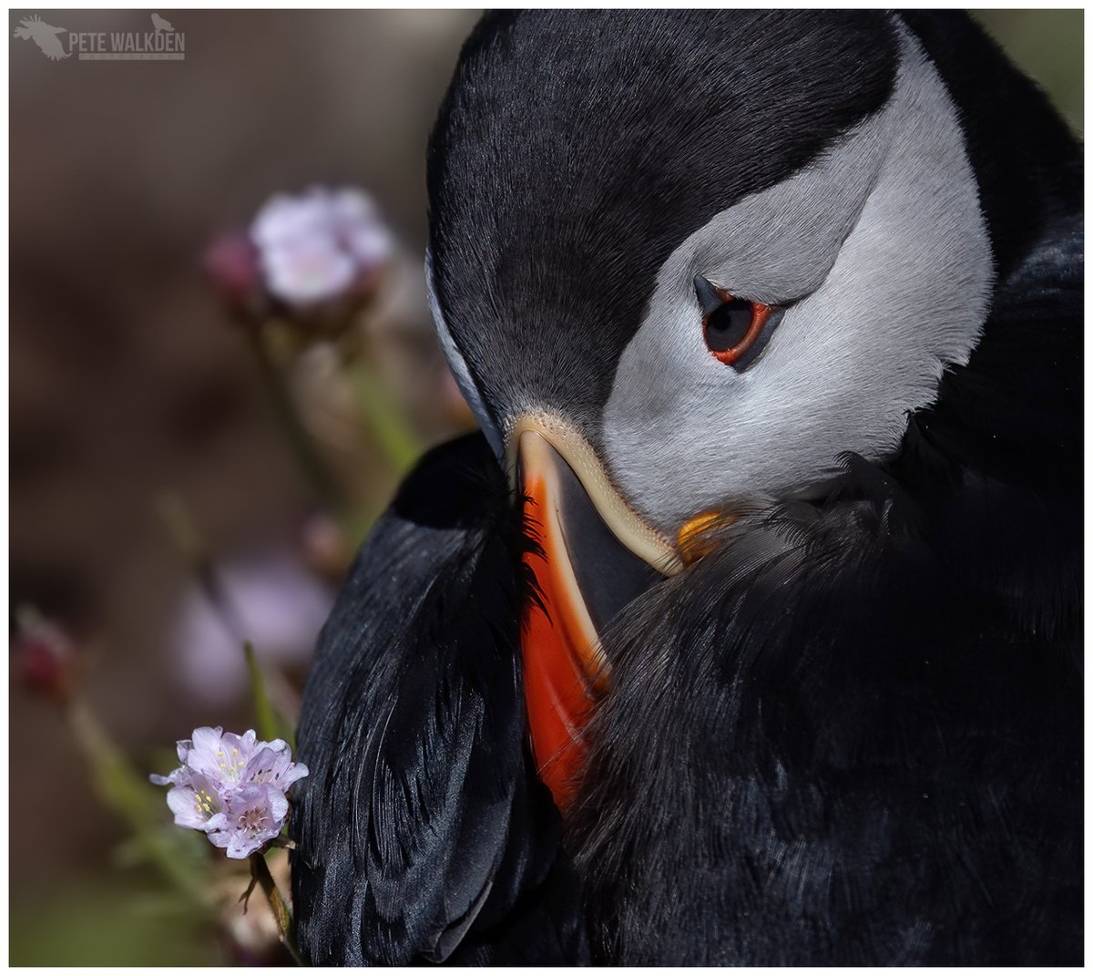 Pretty In Pink - a #puffin chilling out amongst the sea pinks on the Isle Of Lunga. #Treshnish #Lunga #Mull #birdphotography #wildlifephotography #ThePhotoHour <a href="/Turus_Mara/">Turus Mara</a> <a href="/BBCSpringwatch/">BBC Springwatch</a>