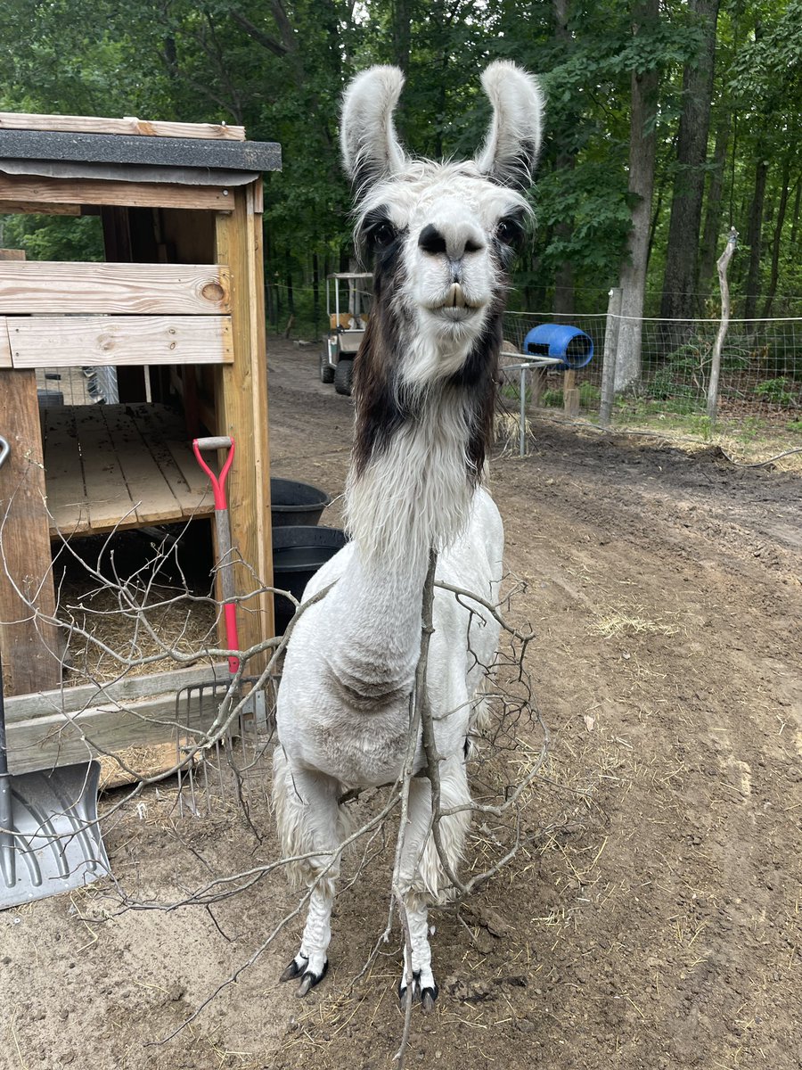 That time Cher got a little too excited with her branch and leaves.