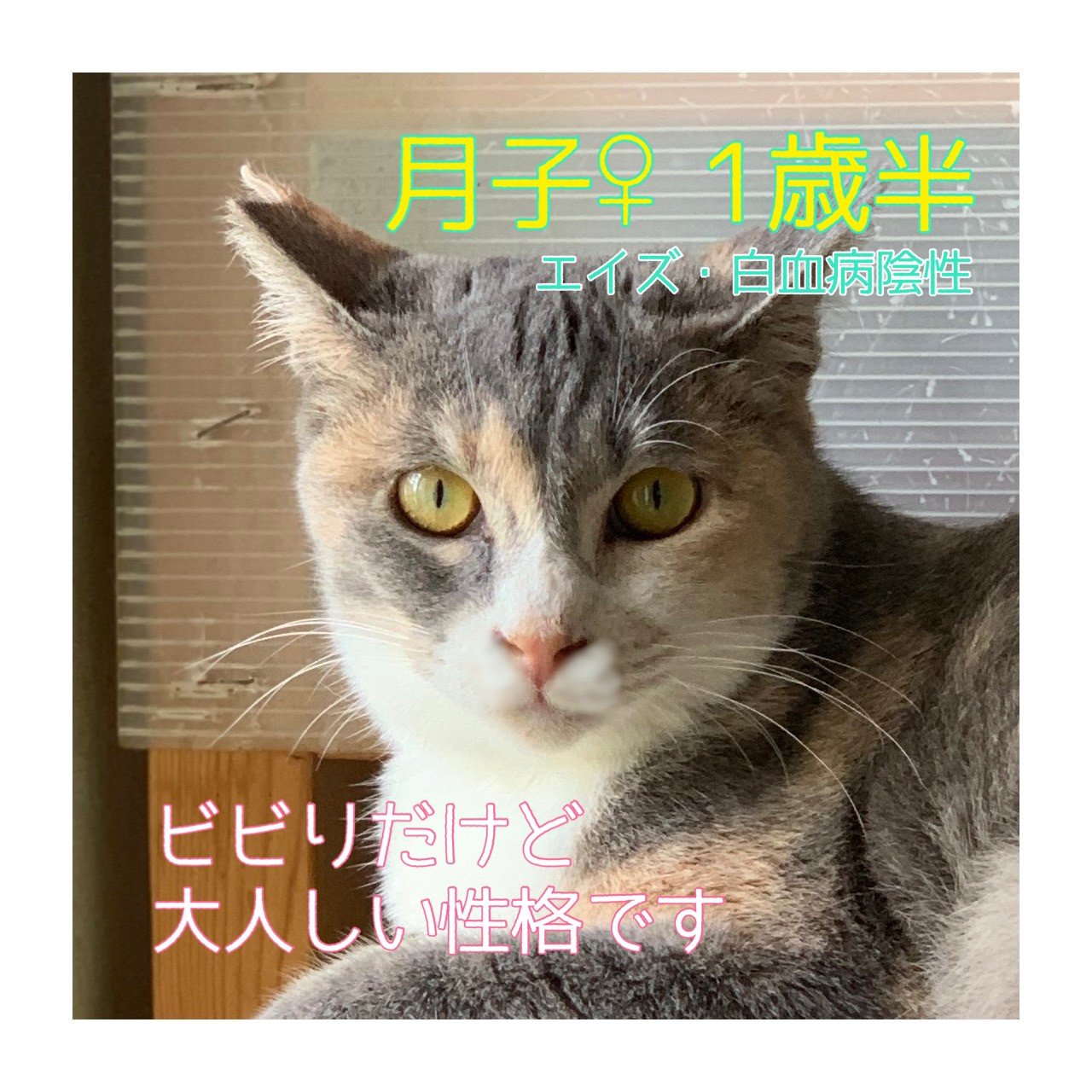 保護猫カフェさくら 参加わんにゃん 保護猫カフェさくら 譲渡会 保護猫カフェさくら2号店 いながき動物病院 保護猫 猫 ねこ 保護猫カフェ 猫カフェ 里親募集 埼玉 越谷 お寺de譲渡会 地蔵院 チャリティーマーケット T Co