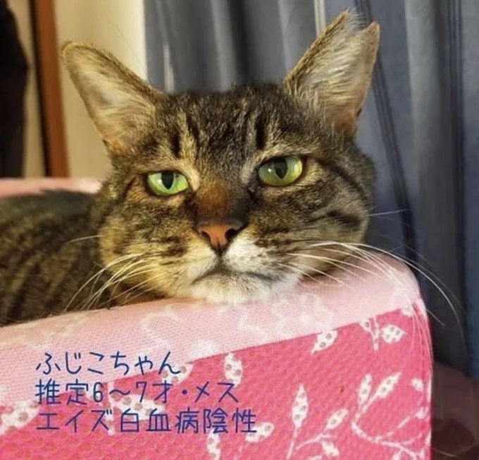 いながき動物病院のtwitterイラスト検索結果
