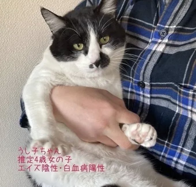 いながき動物病院のtwitterイラスト検索結果