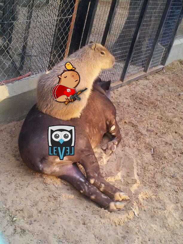 CAPYBARA FC 🔥🔥 tweet media
