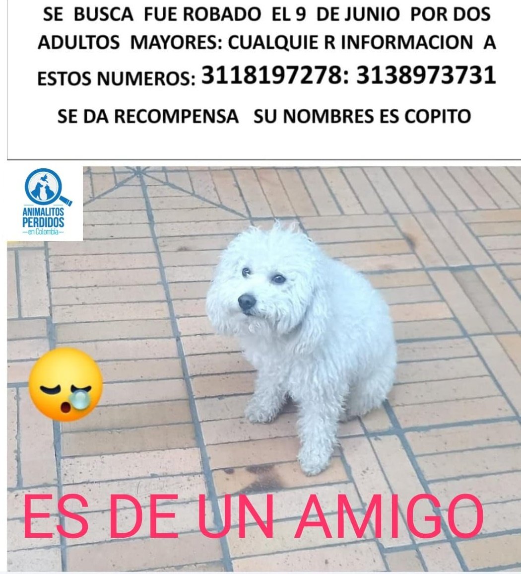 losbuscamos_col's tweet photo. Perdido perro en San Isidro II sector, san Cristóbal, Bogotá. #AnimalitosPerdidosCol https://t.co/yySm5inTa9
