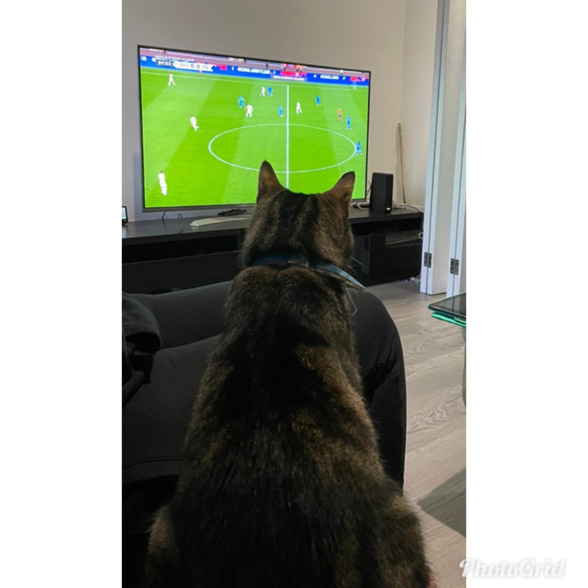 TexansToogie's tweet photo. Was waiting for a goal tonight! 😾 #SaturdayVibes #Caturday #CatsOfTwitter #tvtime #football #ThreeLions https://t.co/nanzGIumbr