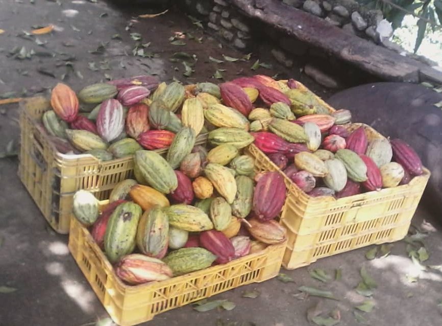 recla_julio's tweet photo. Apoyandolos en la cultura cacaotera de la zona sur del lago https://t.co/qF6X0vS1Ly