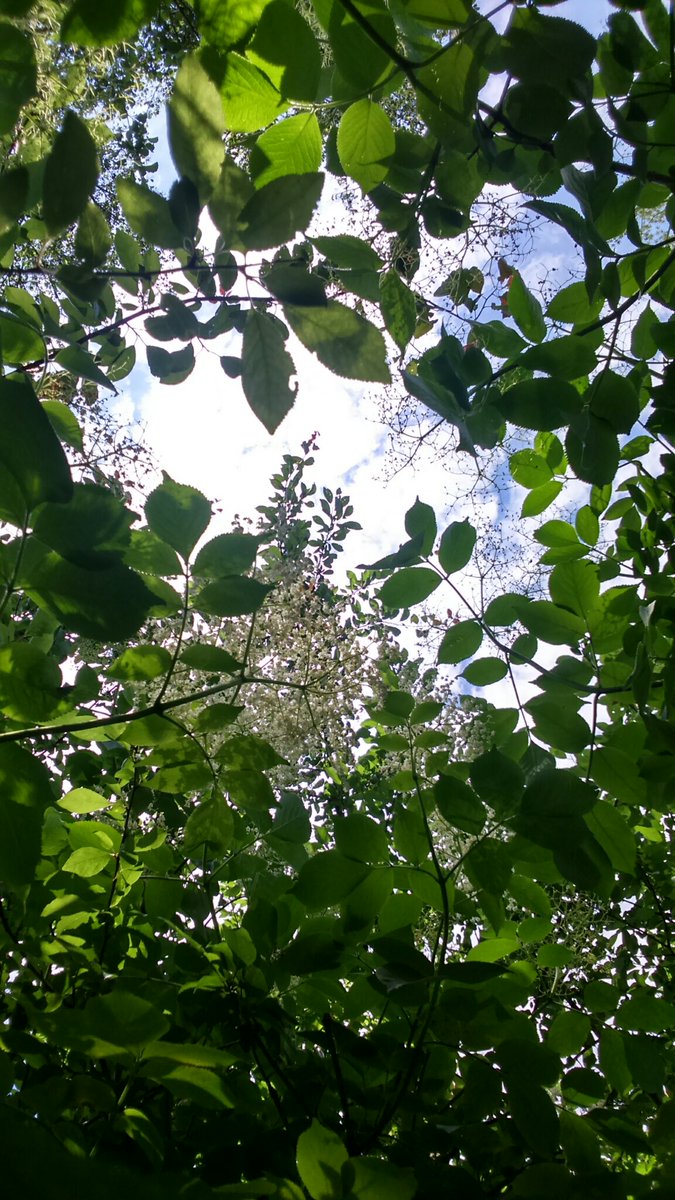 RenskeSvetlin's tweet photo. Pod bezgom #bezeg #sambuco #sambucus #sambucusnigra #hollunder https://t.co/JnPcoXwTUE
