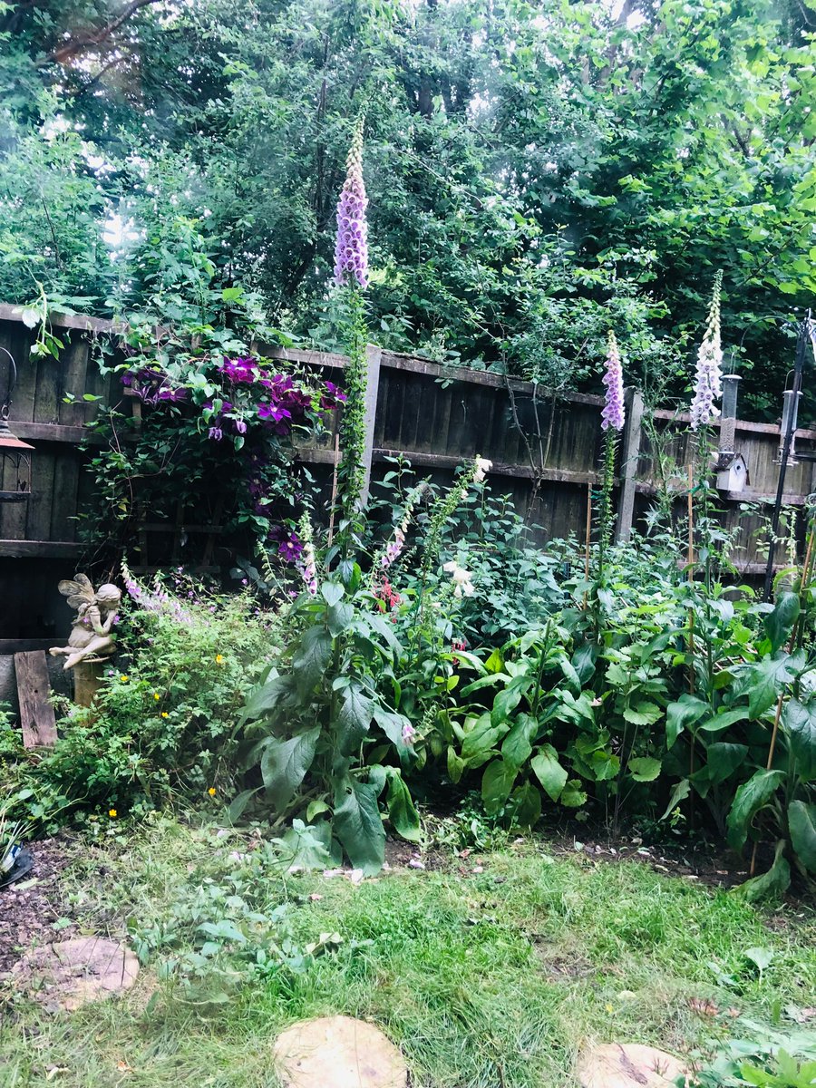 HayleyNature's tweet photo. My mums council estate No Mow garden. All plants were either found dumped or self seeded including, I’m sure, the worlds largest foxgloves! Garden is only 2m x 6m #nomow #councilestate #birds #hedgehog #pond #frog #bats #nature #garden #letnaturein 🌸 🦔 🐸 🐦 🐝 🍄 https://t.co/LX5rxdzpew