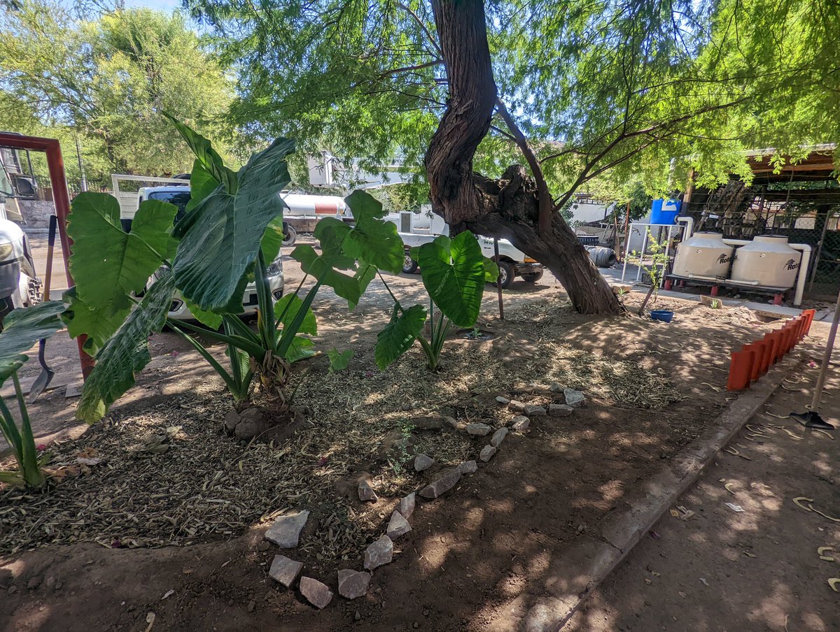 CDDesierto's tweet photo. ¡Ahora si que venga la lluvia!

Hoy terminamos con el demostrativo de cosecha de agua de lluvia en las oficinas Parques y Jardines.  Gracias a todas las personas y organizaciones involucradas a lo largo de este proyecto. https://t.co/eYpLKEZu1v