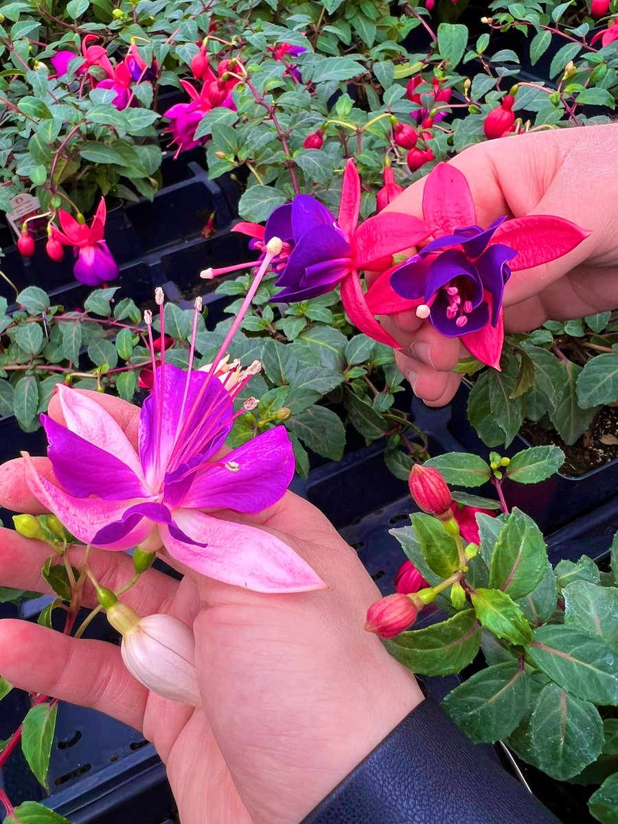 tommmy0612's tweet photo. トロントにも春が到来。
植物探すのいつもワクワクする🪴🌿🌵#Torontospring #Flowers https://t.co/rkO04llE3S
