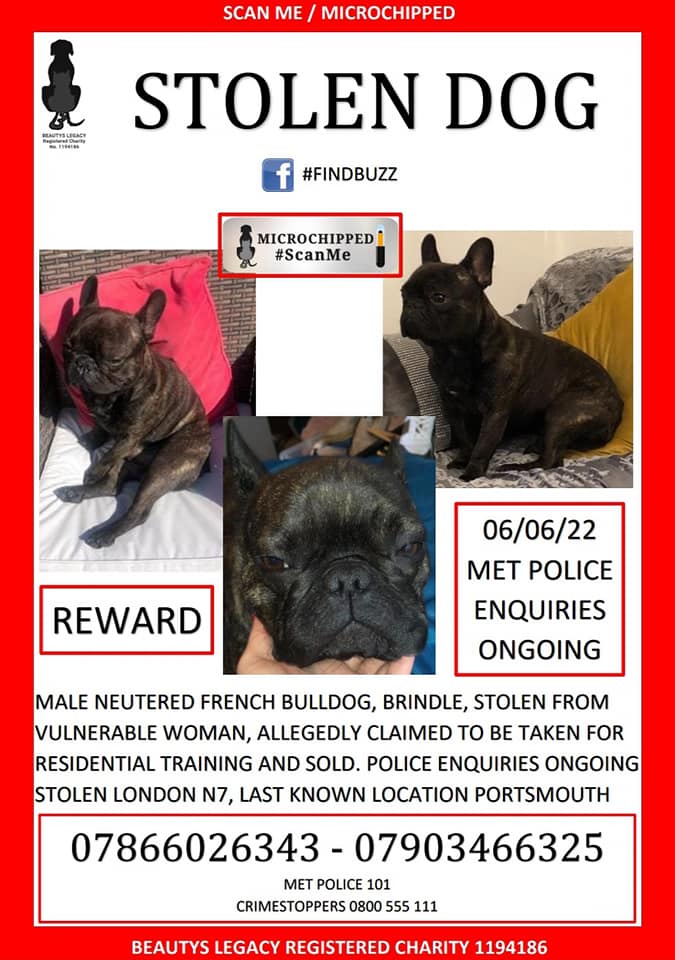 The_Animal_Team's tweet photo. Male, neutered, brindle #FrenchBulldog #stolen #London #N7. Last known location #Portsmouth. Police enquiries ongoing. Support #dog to a vulnerable lady. Please read details on poster. FB Group: https://t.co/i8NUuuuvbh #dogsoftwitter #stolendog #MissingDog #findbuzz https://t.co/YlISpior6S