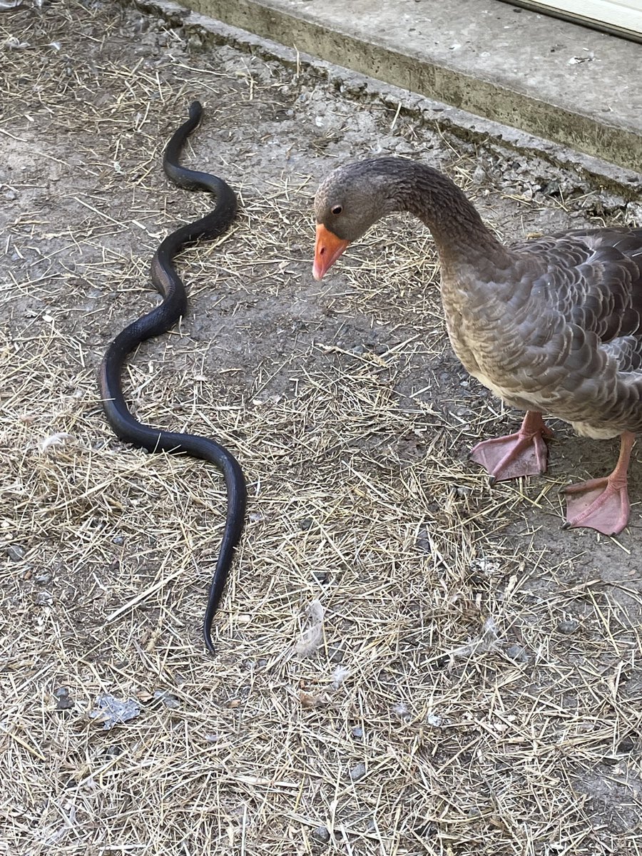 Baby keeping an eye on a farm visitor.