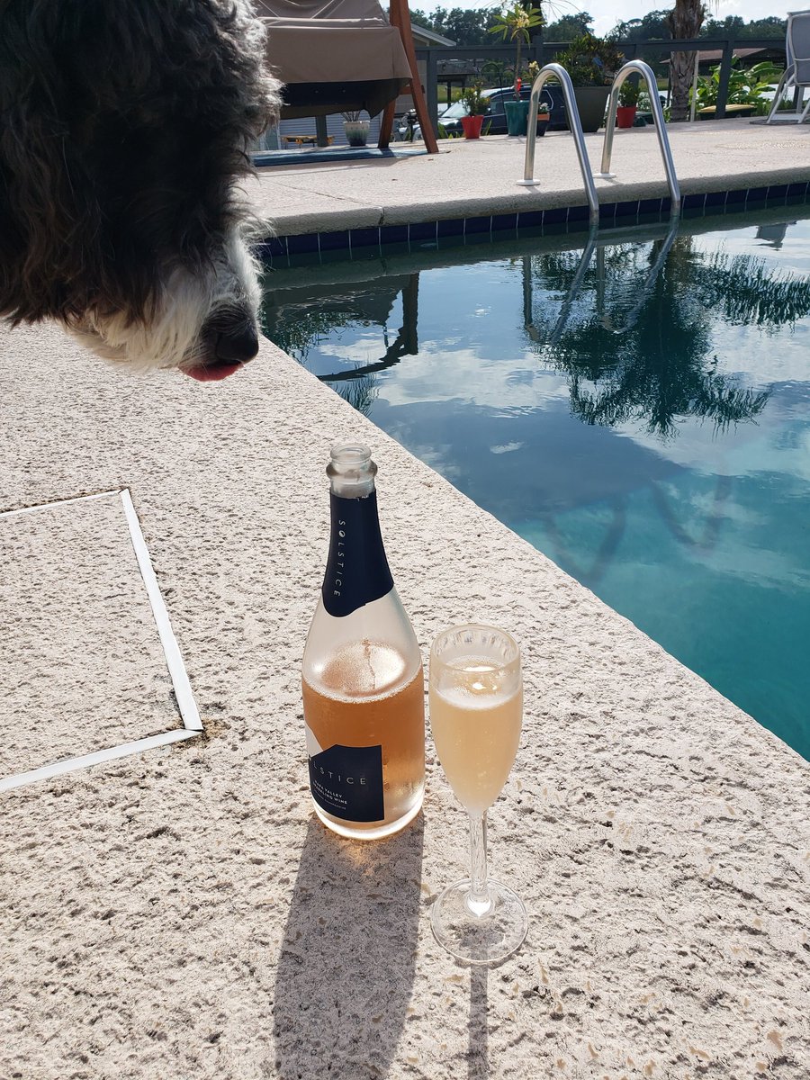 Helping mom and dad celebrate #NationalRoséDay 🥂 #dogsoftwitter
