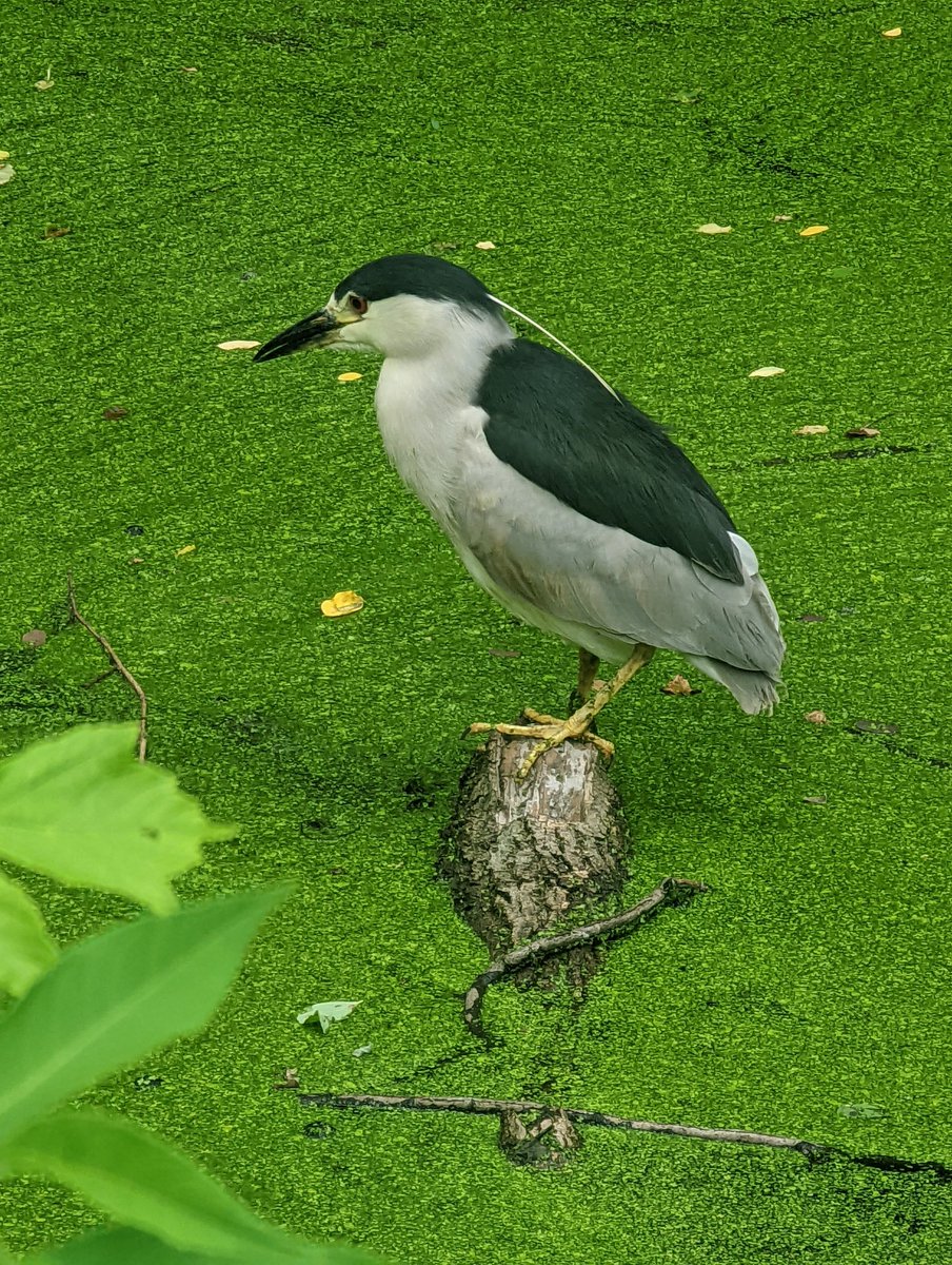 Farzad Mostashari tweet media