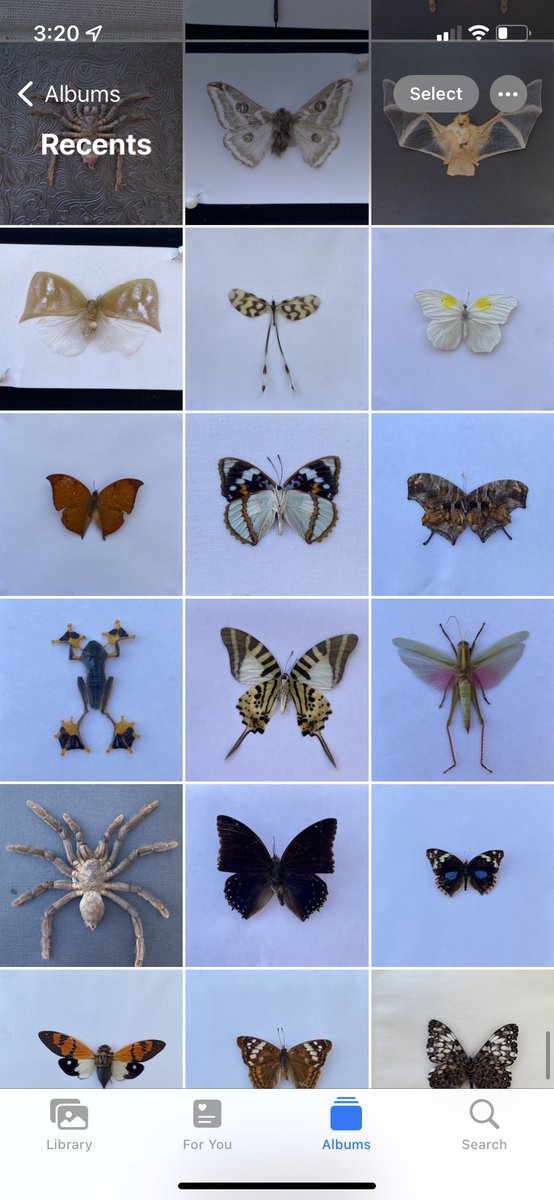 bingit00's tweet photo. I do taxidermy! Checkout my art🕷link is in comments https://t.co/i0n2VZBJnf