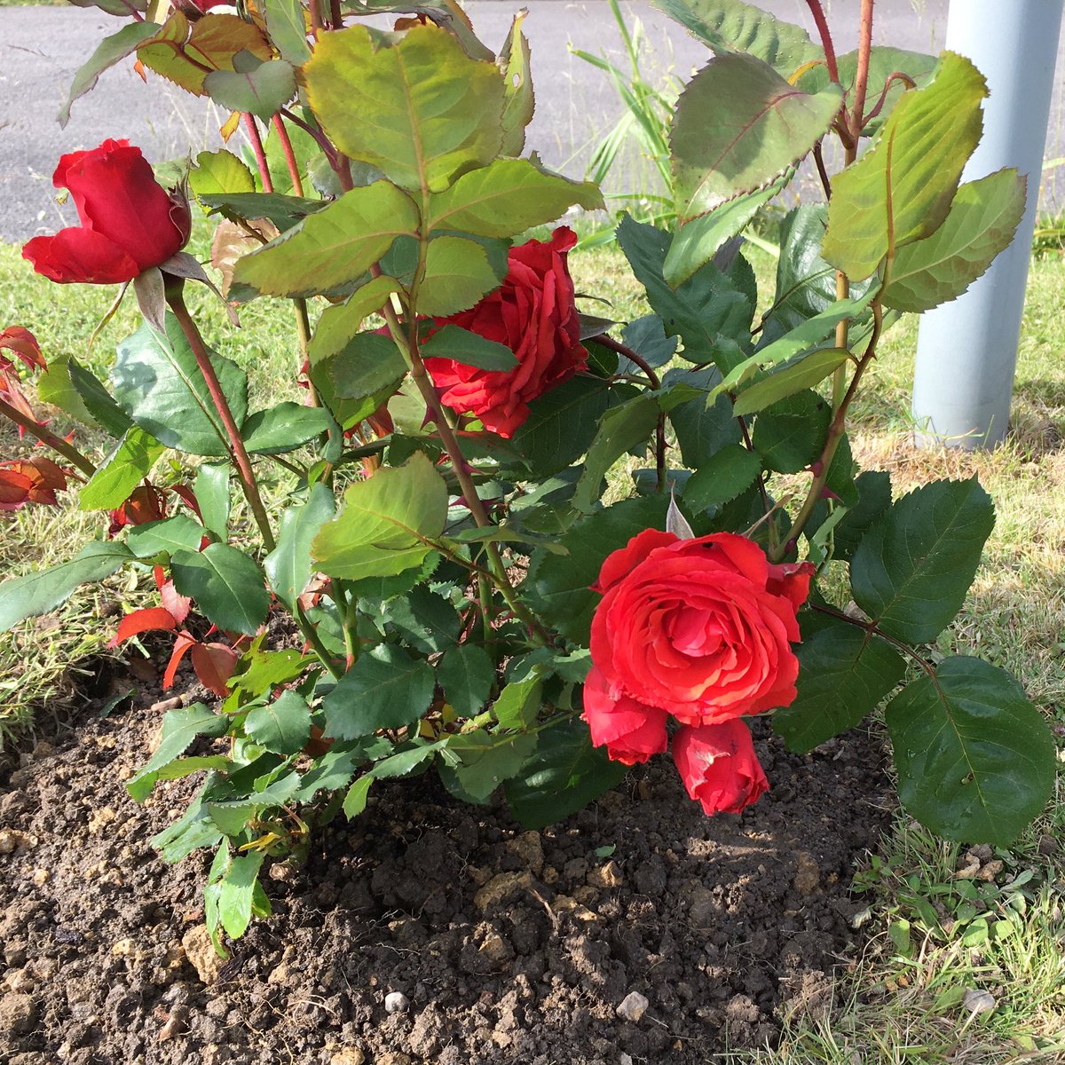 To commemorate the #Queen’s #PlatinumJubilee during the celebrations we planted a rose in our #church garden. Thank you to Paul Masson for kindly creating the plaque for us. 

#HaywardsHeath #Lindfield #Sussex #Jubilee #Rose #RoyalFamily <a href="/QueensCanopy/">Commonwealth Canopy</a> <a href="/churchofengland/">The Church of England</a>