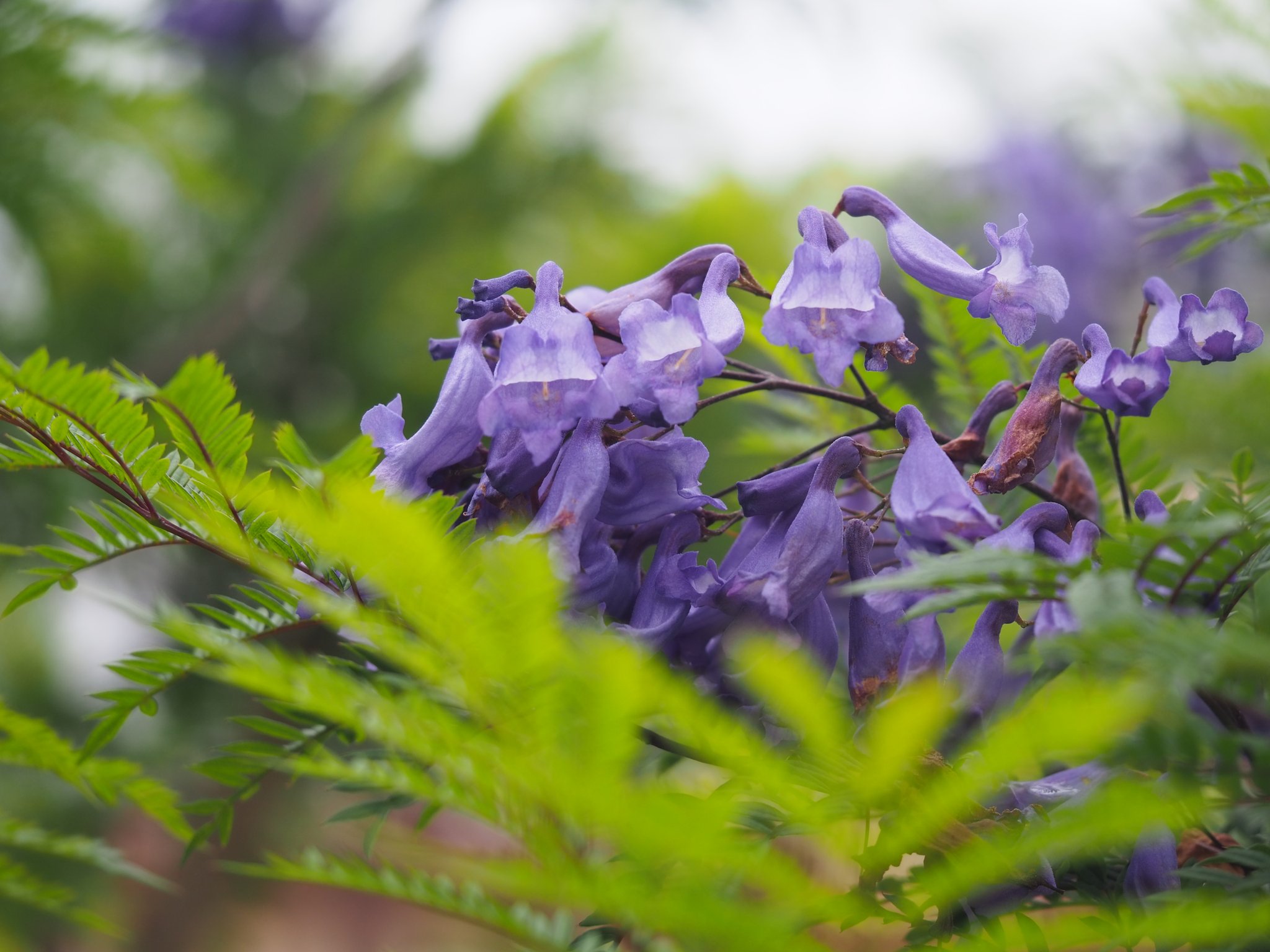 تويتر ジャカランダ البحث في تويتر