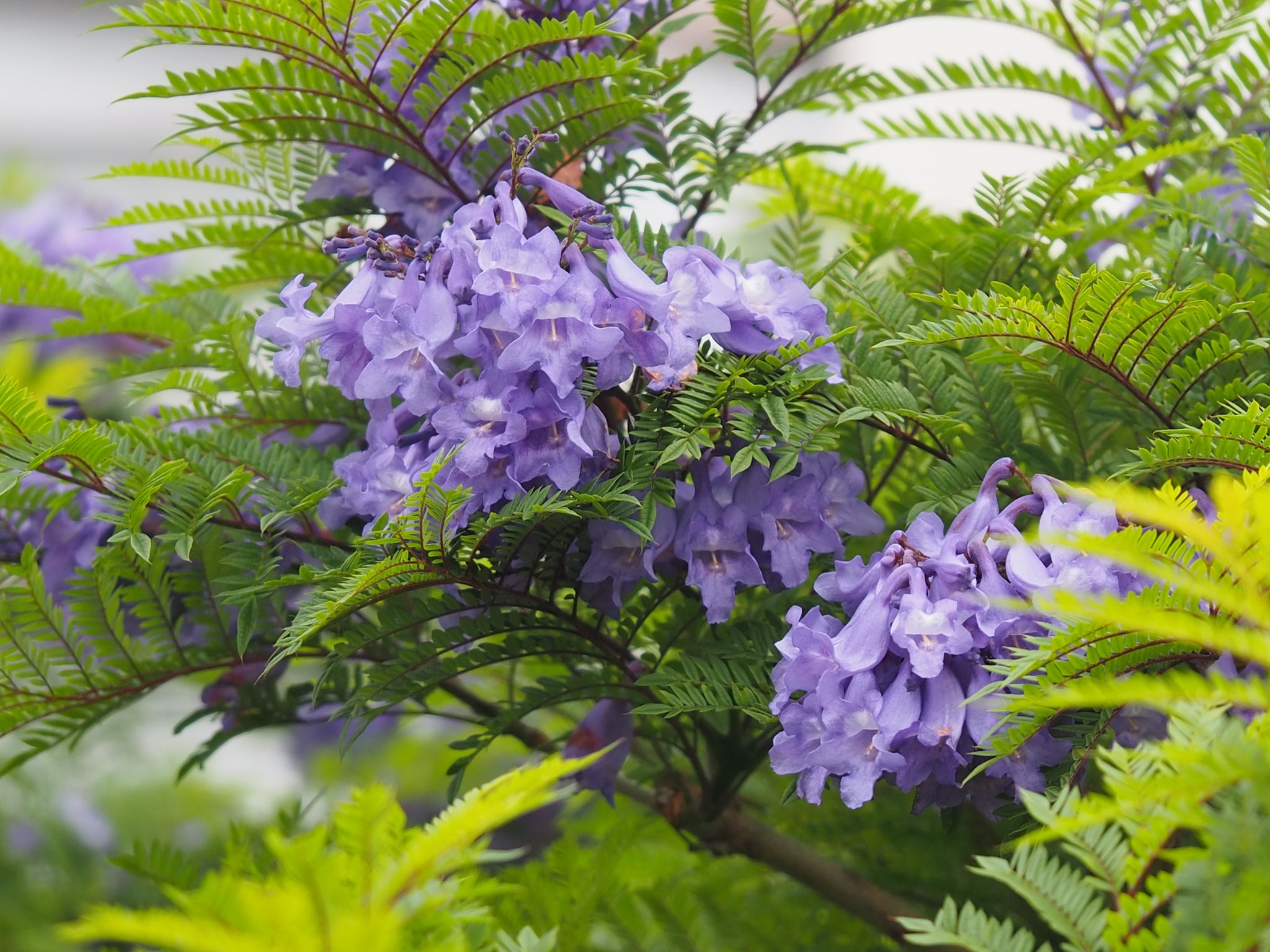 تويتر ジャカランダ البحث في تويتر