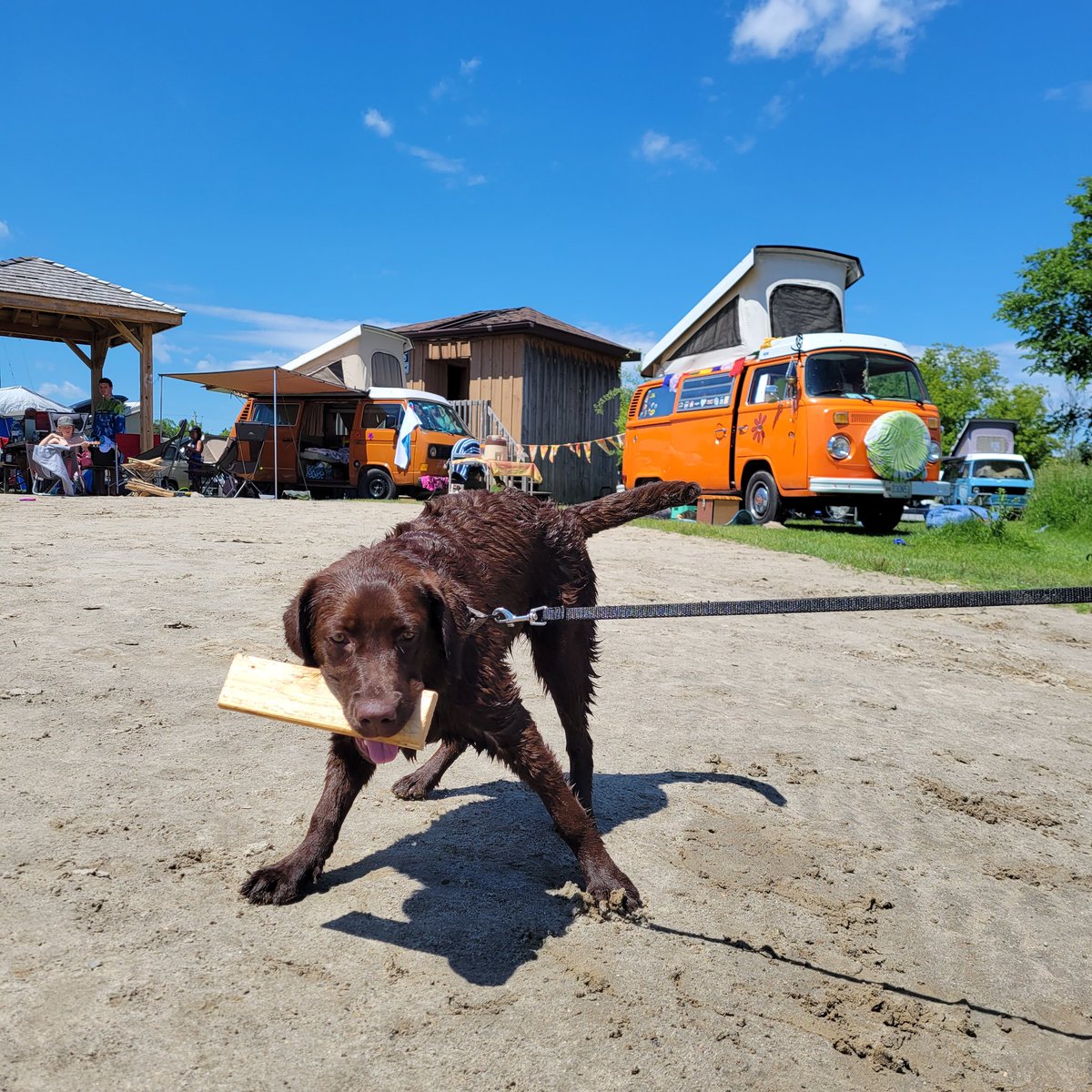Timber, a few seconds after her 1st time swimming. She jumped in the water at #Almonte beach without knowing what to expect. #firsttime
#swimming #puppytraining