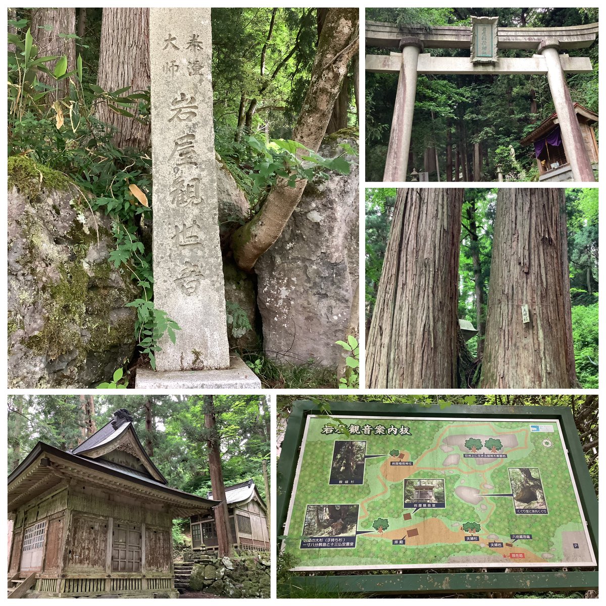 hiroko196109's tweet photo. #岩屋の大杉 /岩屋観音　(福井県勝山市)

樹高33m  目通り幹囲17m  推定樹齢500年
幹が大きく5つに分かれていることから
「子持ち杉」とも呼ばれています🌲
あまりにも大きすぎて写真に収まりません💦
周囲には岩屋観音堂や夫婦杉、飯盛杉、御神木奉霊岩などがあります✨ https://t.co/KiALlsUDt2