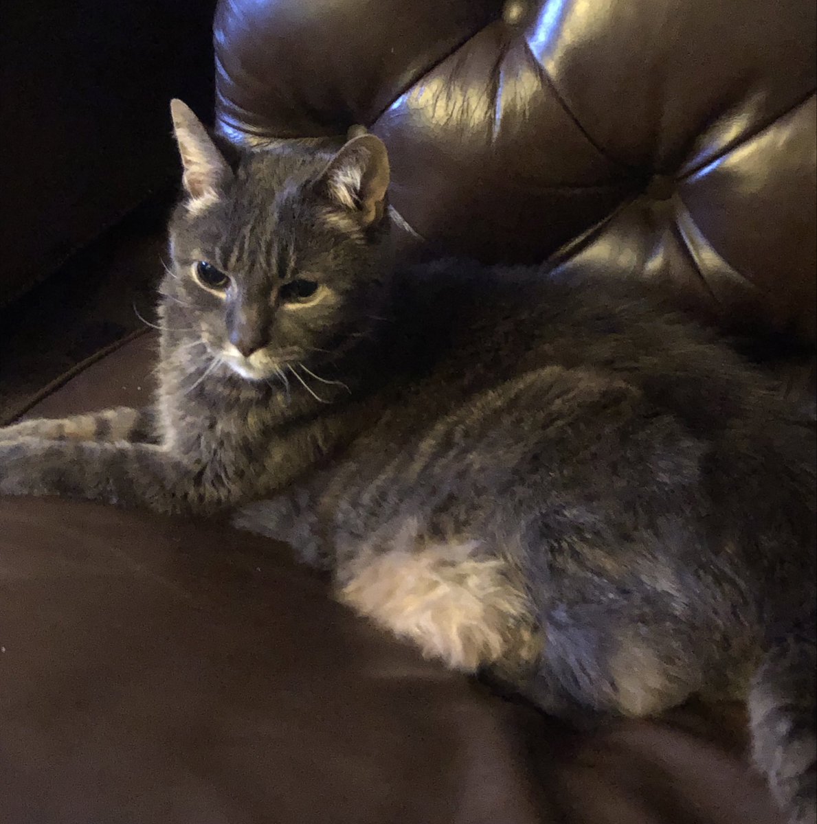 My 16 year old cat was so sick last weekend that we thought he’d be taking a trip over the rainbow bridge. But he’s a fighter and is doing much better now. Just thought I’d share his picture on this #Caturday