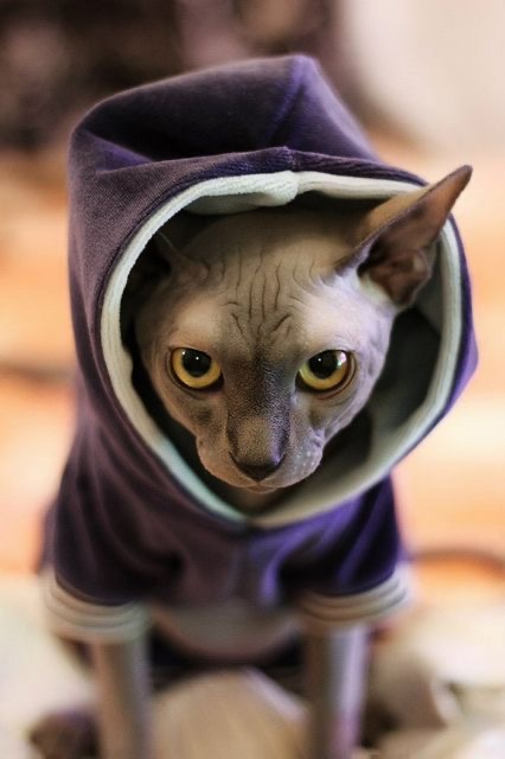 Лысые коты в одежде