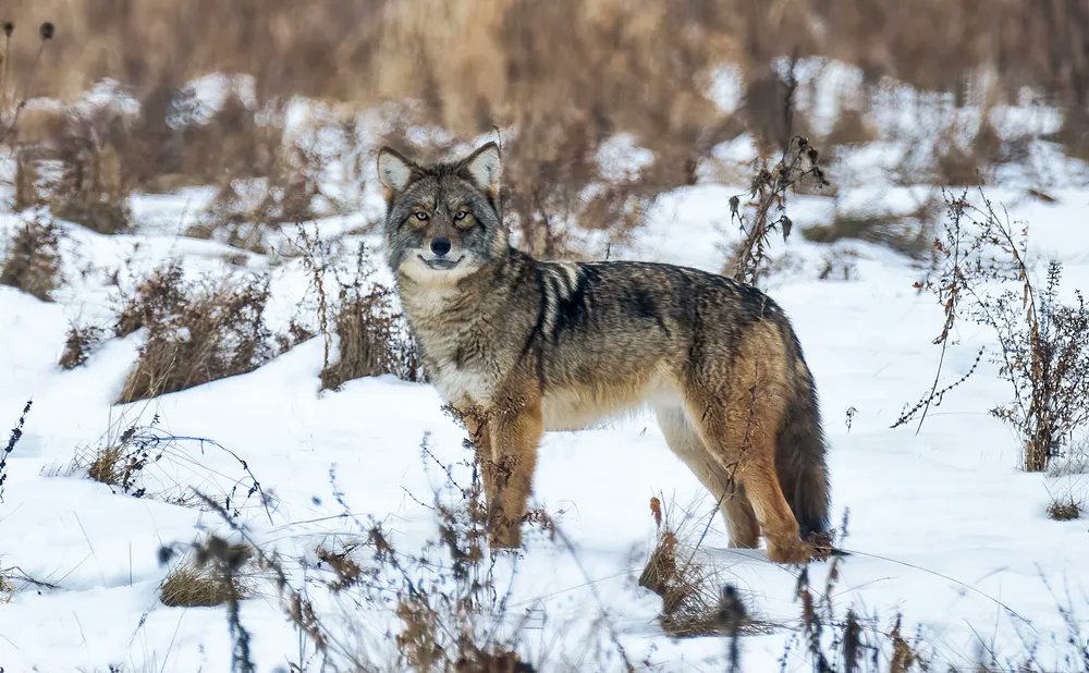 cottagelife's tweet photo. Is the coywolf the most Canadian animal? 
https://t.co/0ZWRFJIMjK
#CottageLife #CanadianWildlife #Coywolf #CanadianAnimals https://t.co/sXTEYjotxn