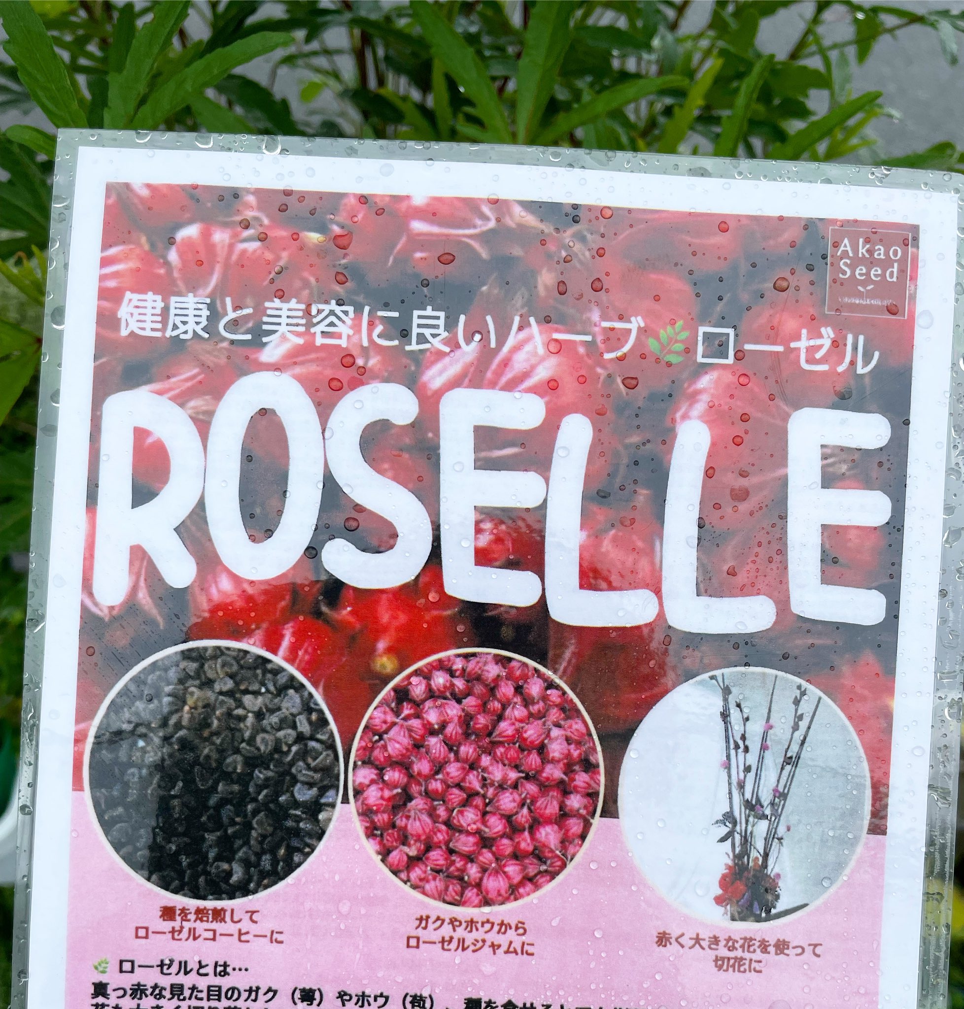 フラワーウッド ローゼル 苗ハーブコーナーにて入荷しております 花も 綺麗で 食用にも と万能の植物 美肌効果に期待 ジャムも人気 ハイビスカスティー の原料にもなるローゼル 育て方も簡単なので初心者でもおすすめ