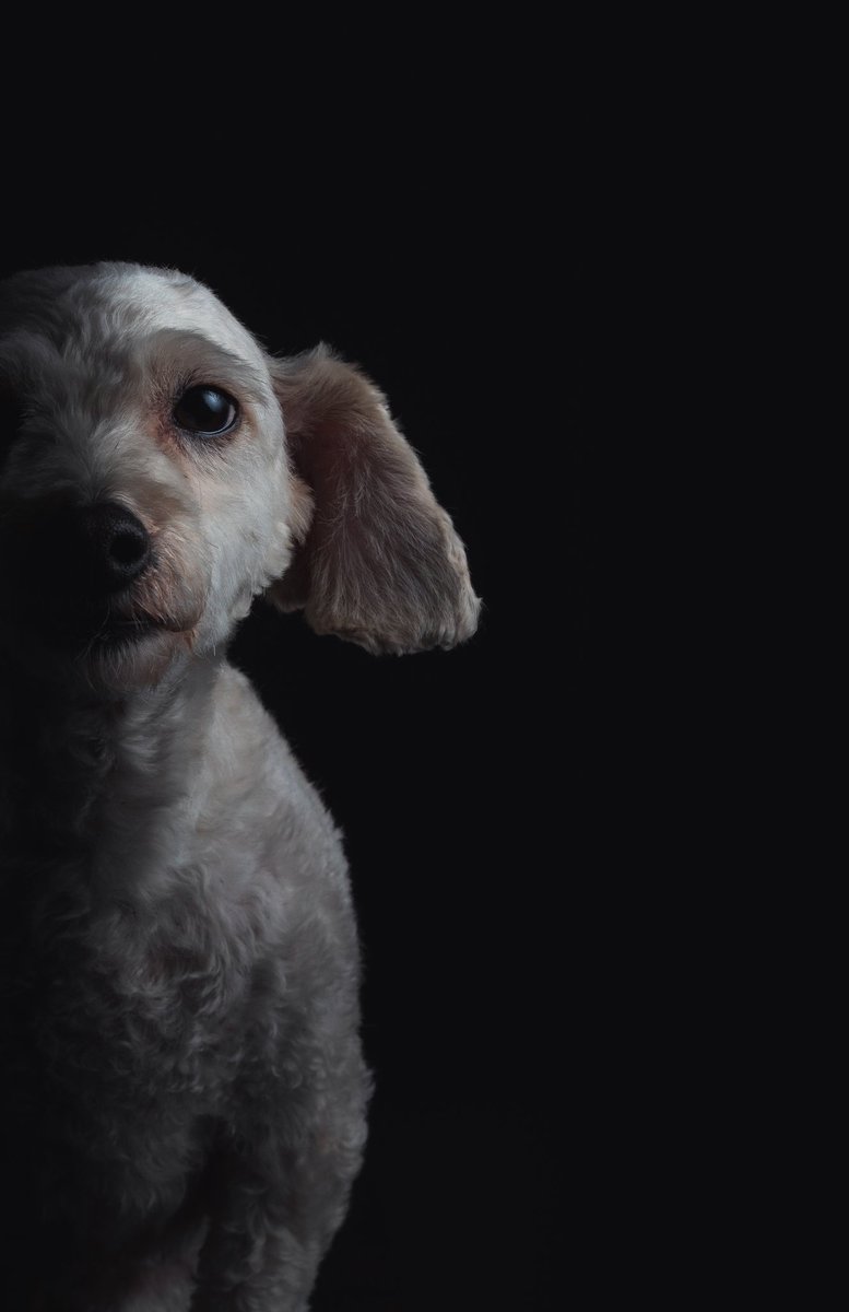 Michellpz25's tweet photo. 🐶🐾

#perro #mascota #canon #50mm https://t.co/UsUk7K0p7C