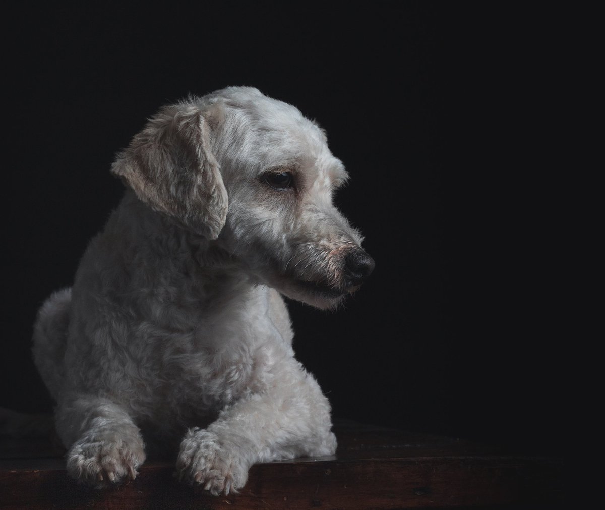Michellpz25's tweet photo. 🐶🐾

#perro #mascota #canon #50mm https://t.co/UsUk7K0p7C