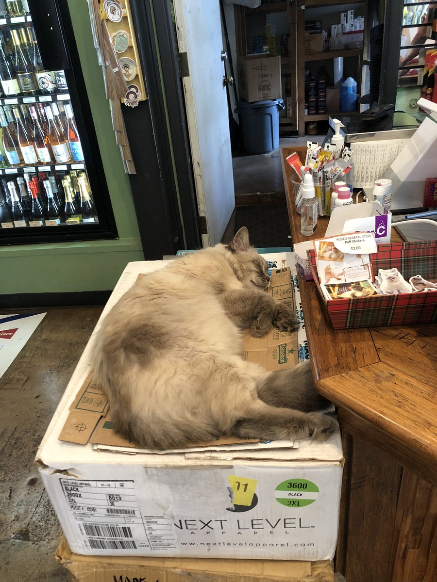 Puff, from Maui, is a perfect <a href="/Bodegacats_/">Bodega Cats</a> . He even has his own stickers!