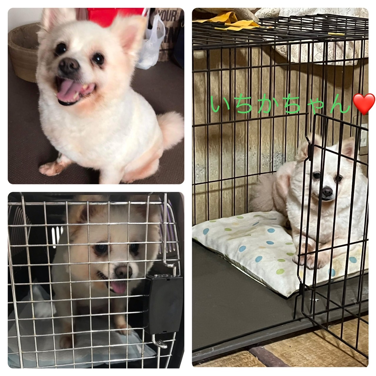 えんたね 可愛い子です よろしくお願いします えんたね えんたね犬 里親募集中 山形県 山形市 ポメラニアン 保護犬 女子 T Co Sflxny8xdn Twitter