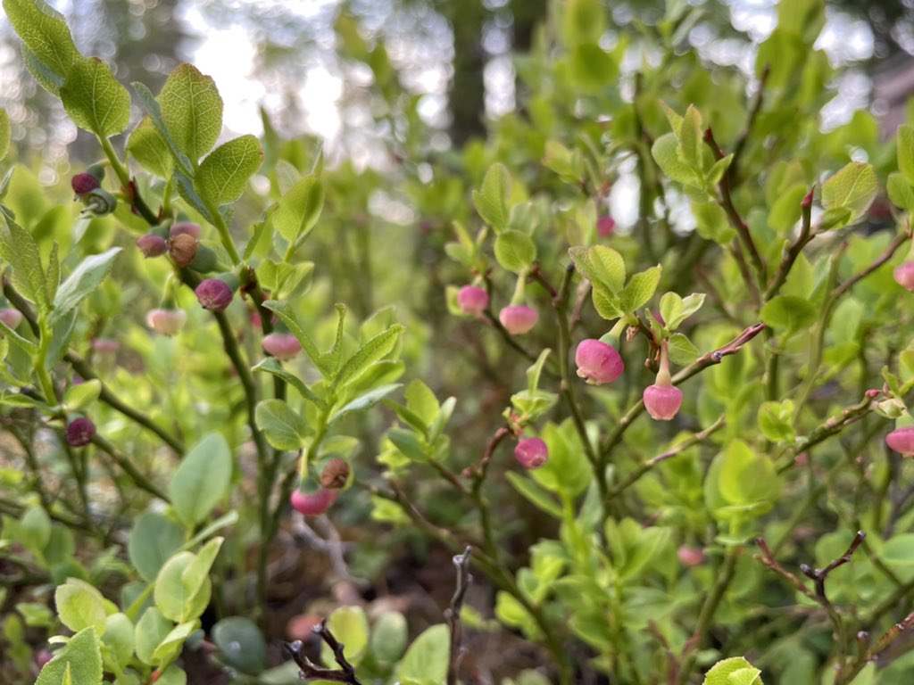 تويتر 森 一貴 Kazuki Mori على تويتر これにベリーがなるんだよ と教えてくれたが 顔をあげるとあたり一面 見渡す限り 同じ植物が地面を覆っている フィンランド人を集客したいならバケツを配ればいい という冗談があるけど ベリー摘みに必要なのだ これは