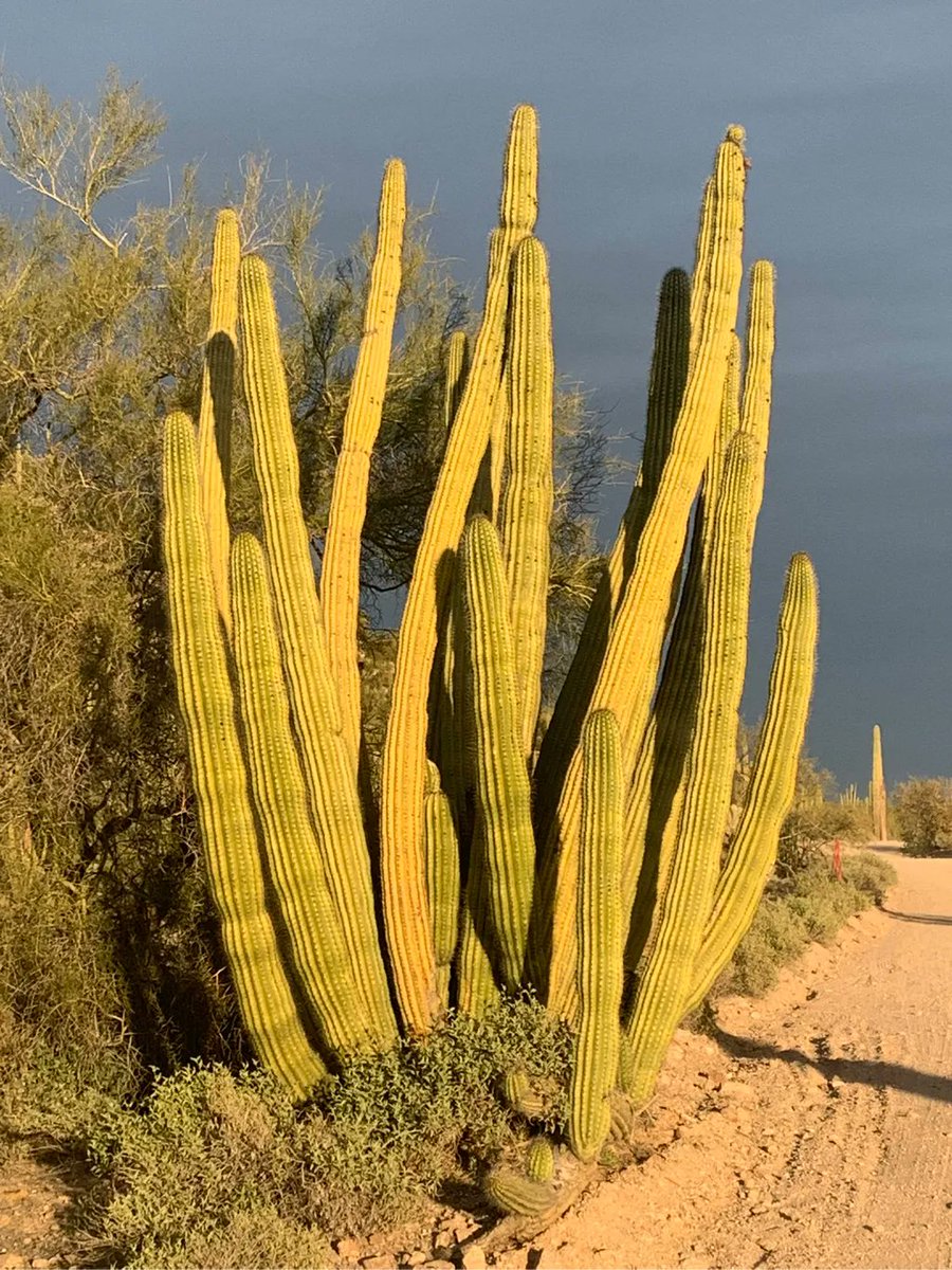 aspenfoxtracks's tweet photo. Organ Pipe Cactus, @OrganPipeNPS. 

#nationalpark #optoutside #getoutside #travelphotography #hiking #aspenstracks #QuestFor423 #nps #arizona #hikeaz #roadtrip #wanderlust #parkchat #findyourpark #radparks #nationalparkgeek #outdoors https://t.co/eddSfSEWbn