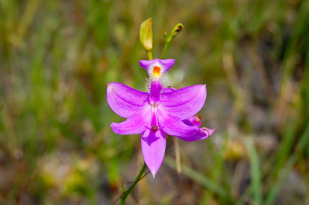 NAmericanNature's tweet image. Common Grass-Pink Orchid (Calopogon tuberosus) leightonphotography.photoshelter.com/gallery-image/…