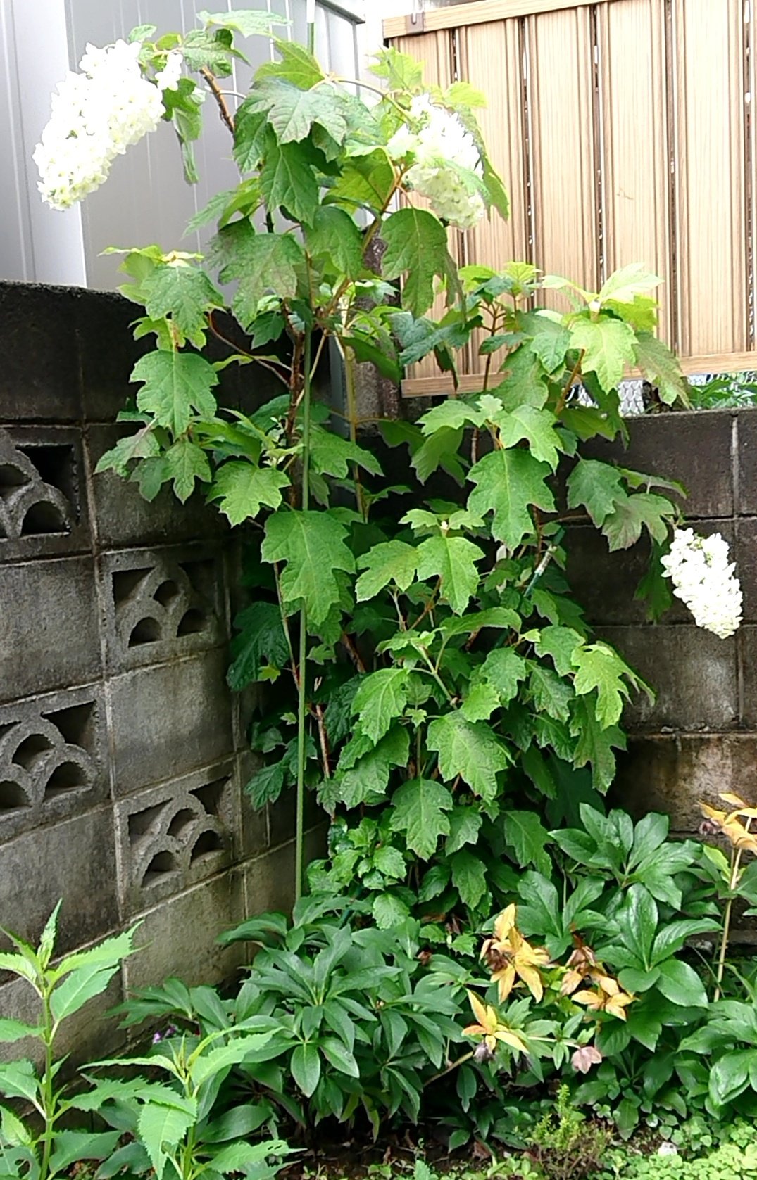 たけちゃん カシワアジサイ 庭のカシワアジサイが見頃になりました 柏紫陽花 カシワアジサイ 紫陽花 ガーデニング T Co Pz05zmdemc Twitter
