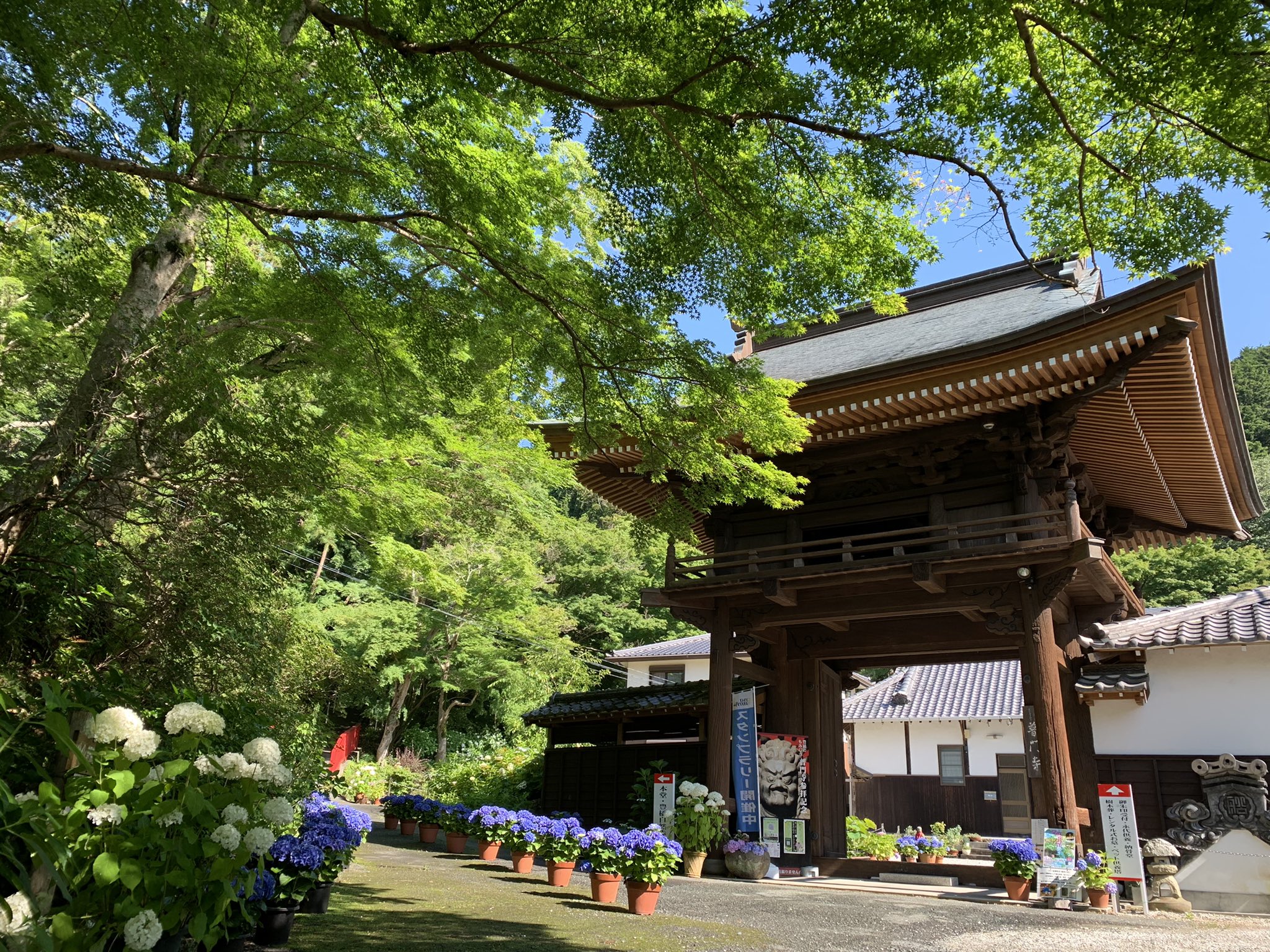 切り絵御朱印 発祥 豊橋のもみじ寺 普門寺 公式 紫陽花 見頃です 普門寺 あじさい祭り 5 15 6 30 紅葉名所の青もみじと共に 先代住職が手植えした500株の紫陽花お楽しみください 本日 6 12 御朱印受付 9時 16時 豊橋のもみじ寺 普門寺 切り絵御朱印 発祥 豊橋のもみじ寺 普門寺 公式 紫陽花 見頃です 普門寺 あじさい祭り 5 15 6 30 紅葉名所の青もみじと共に 先代住職が手植えした500株の紫陽花お楽しみください 本日 6 12 御朱印受付 9時 16時 豊橋のもみじ寺 普門寺