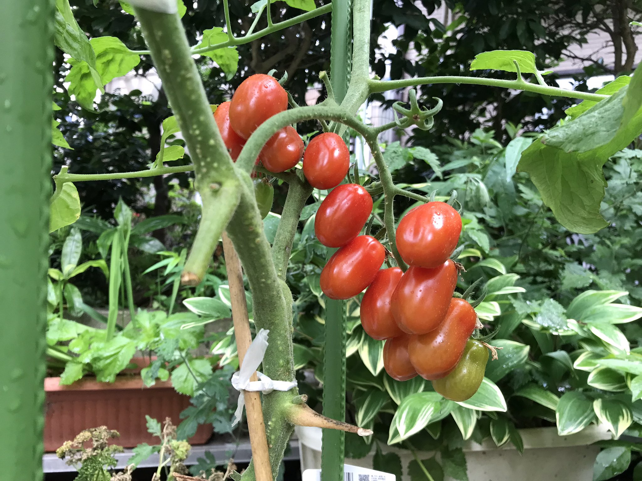 オキム プランターのミニトマトがまさかこんなに立派になるとは 沢山付いた実が大きくなってきた事と昨夜の雨が重なって あちこちで枝が折れてます T Co Ieppozueha Twitter