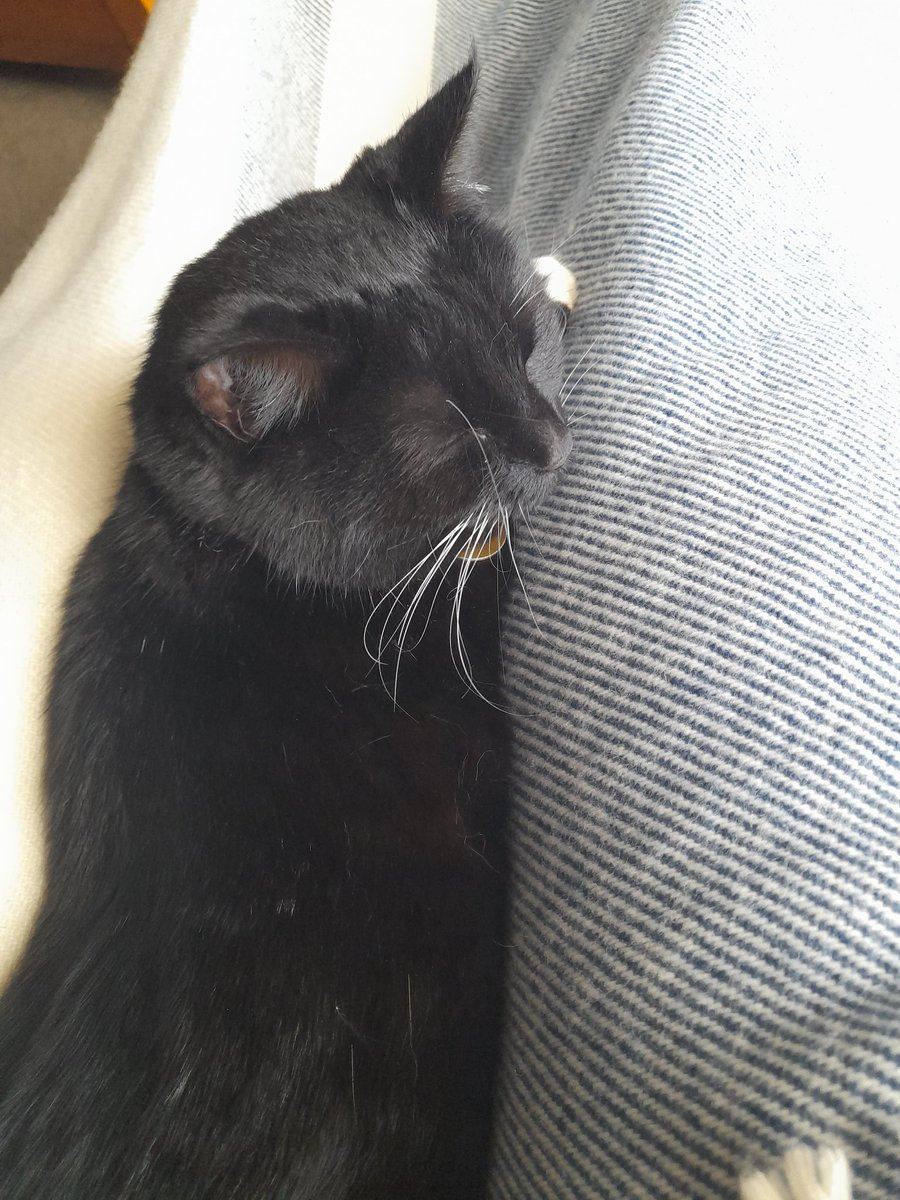 randrporter's tweet photo. Sunday snuggs with my Tipp ❤ https://t.co/EaiKltibW6