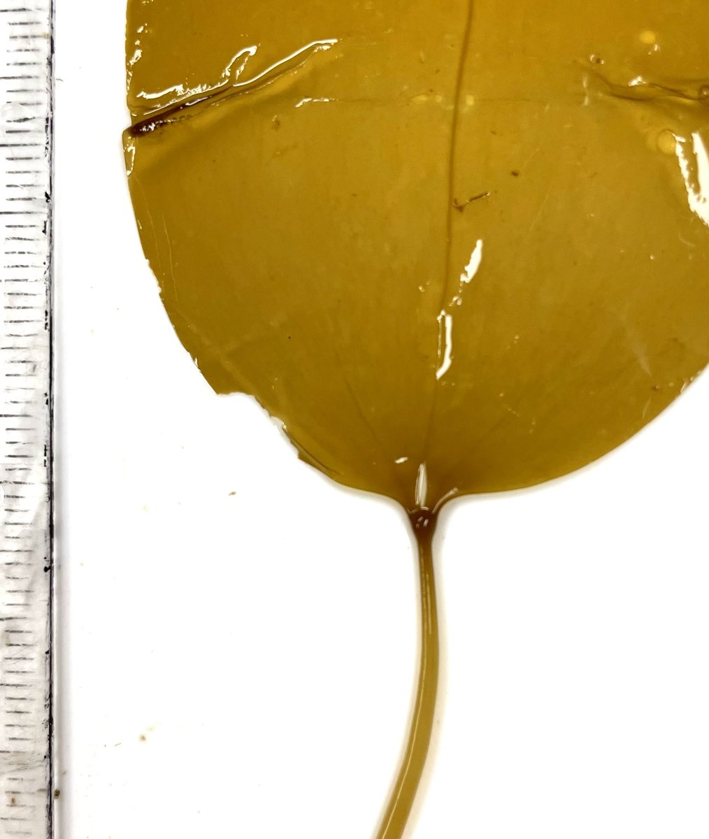 Martonelab's tweet photo. Who’s got the cutest widdo pneumatocyst?…YOU’VE got the cutest widdo pneumatocyst. #Nereo #Bullkelp #JustYouWait #RacetotheSurface #HakaiSeaweedSurvey2022 @BabyNereo https://t.co/0AGQsVUAj2