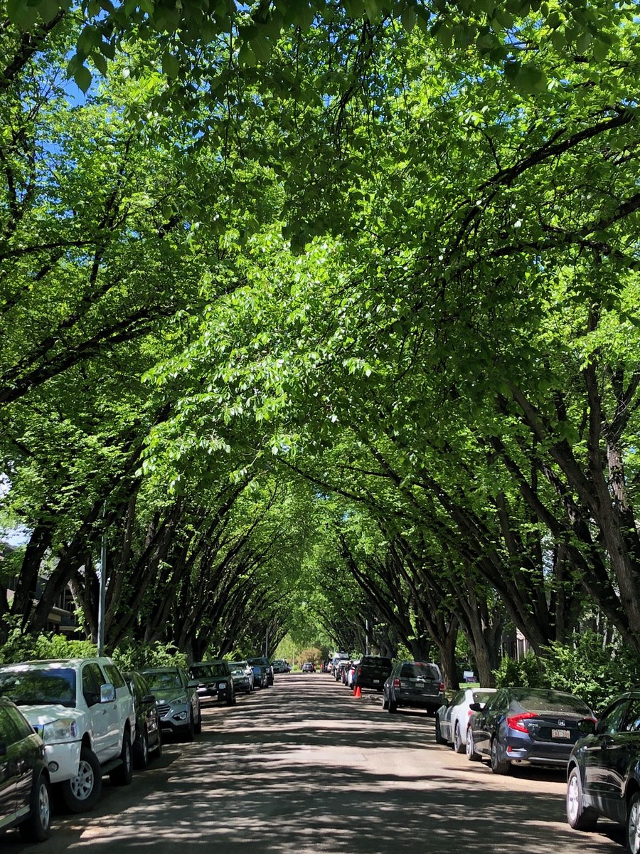 BlairCosgrove's tweet photo. If 21 Ave NW sometimes acts a bit superior to everyone else, this is why. #yycbike #yyctrees #urbancanopy https://t.co/AzApSZOTYi