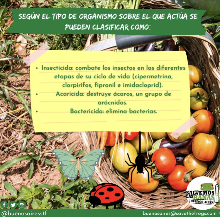 buenosairesstf's tweet photo. SALVEMOS A LOS ANFIBIOS DE LOS AGROTÓXICOS 

Entrevistamos al Dr. Lajmanovich, un reconocido científico especializado en Bioecología y Ecotoxicología de anfibios.  

Podés encontrar la entrevista en nuestro blog 👇

https://t.co/6fhlhzIBcM https://t.co/MJ5pdn81Er