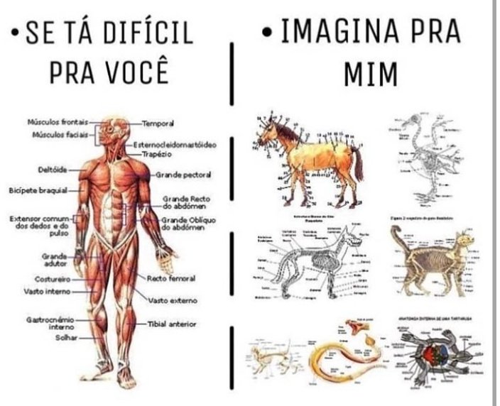 babimedvet_'s tweet photo. Medicina / Veterinária https://t.co/To5gMppAIs