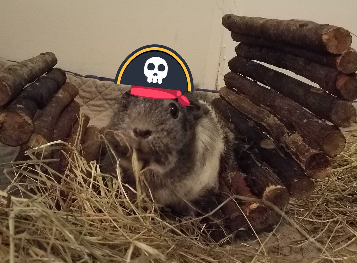 CavyShenanigans's tweet photo. Log tunnel? No, clearly this is a boat 🦜🏴‍☠️ 
(we turned it over to see what they'd do, and they like it so much I can never change it back) https://t.co/hYhsMmc2JH