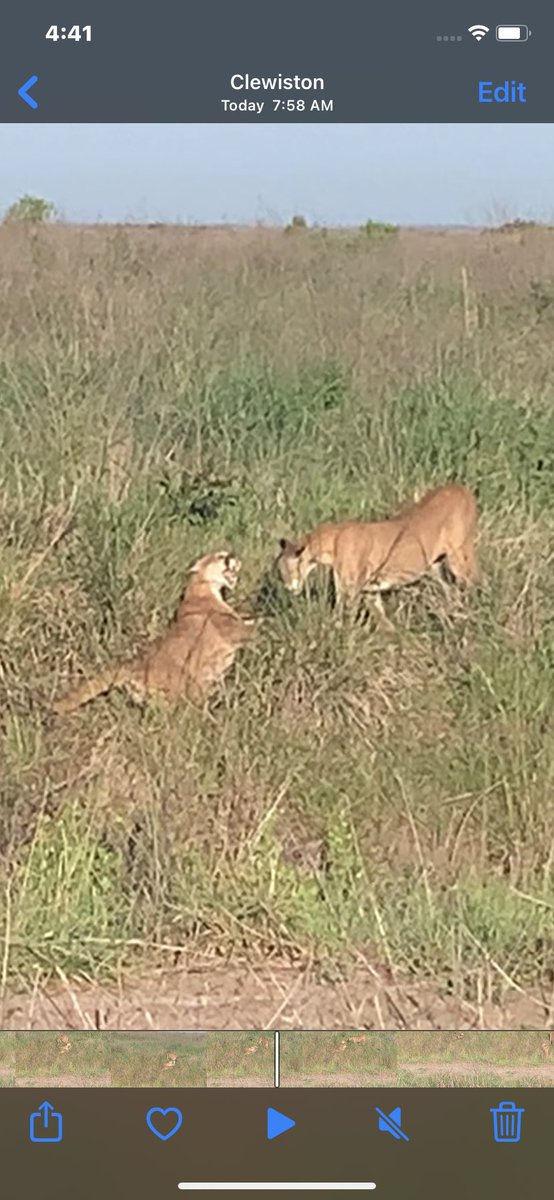 RT @Double_TT2: @RobbinsTmr1106 Florida panthers at “play”. Down by the Everglades. https://t.co/yp3PtPHpC3