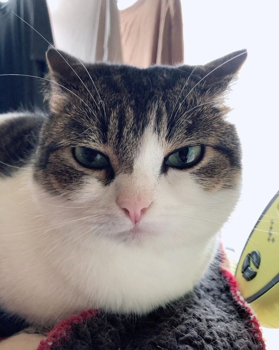 Gimme attention 🥺